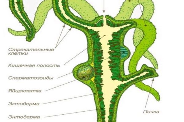 Кракен лег