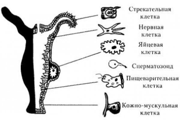 Как зарегаться на кракене