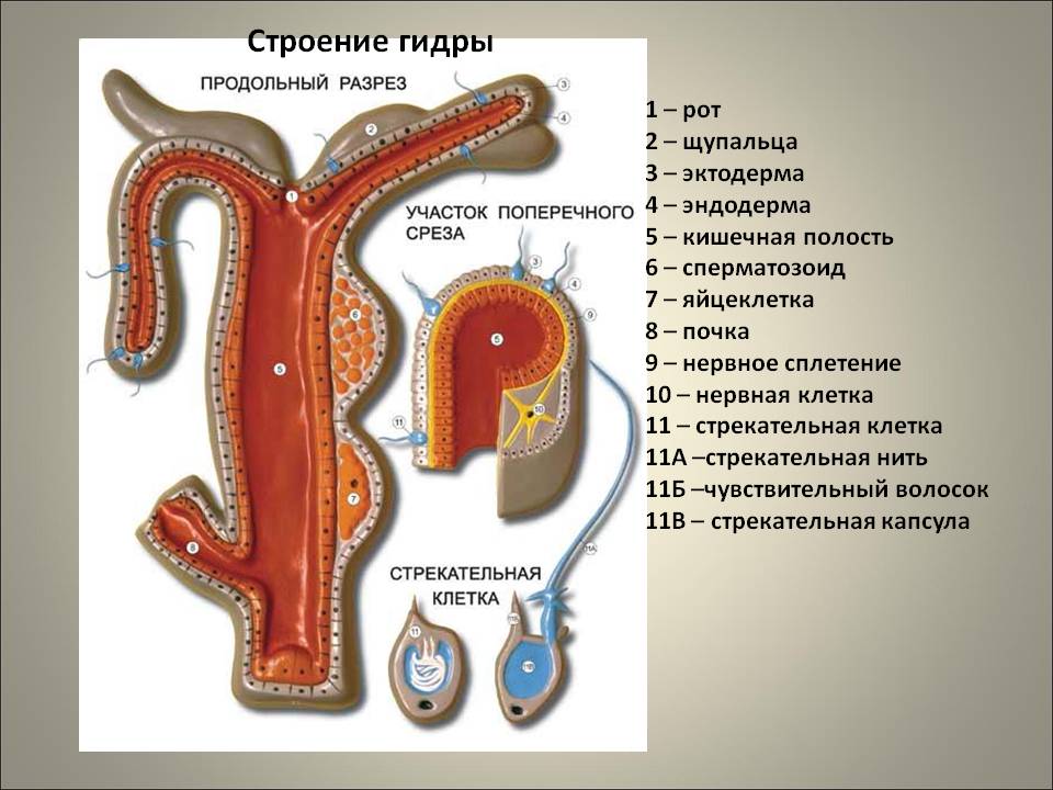 Kraken ссылка на сайт тор