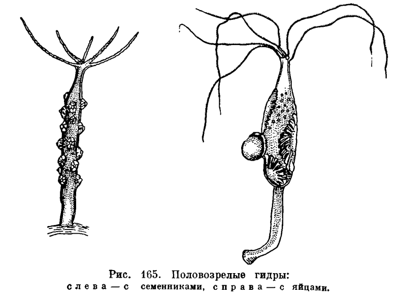 Kraken 15at сайт