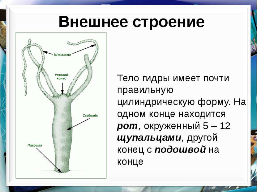 Тор браузер кракен